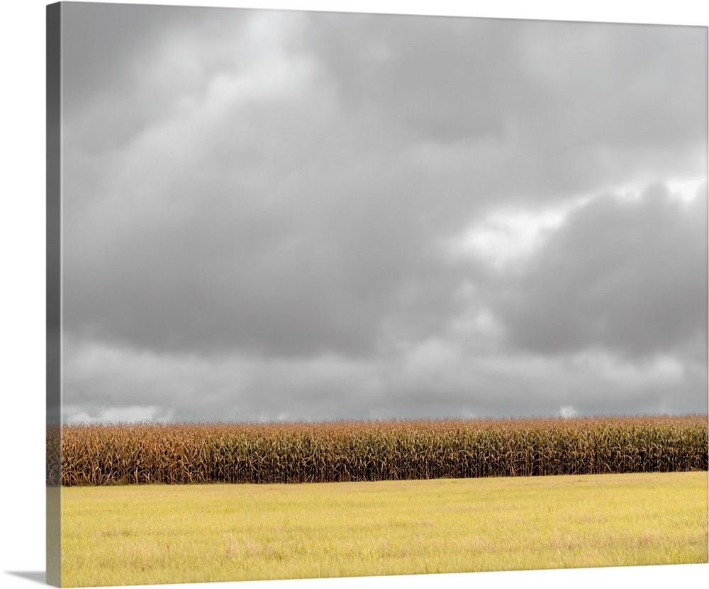 Field of corn under grey overcast skies.