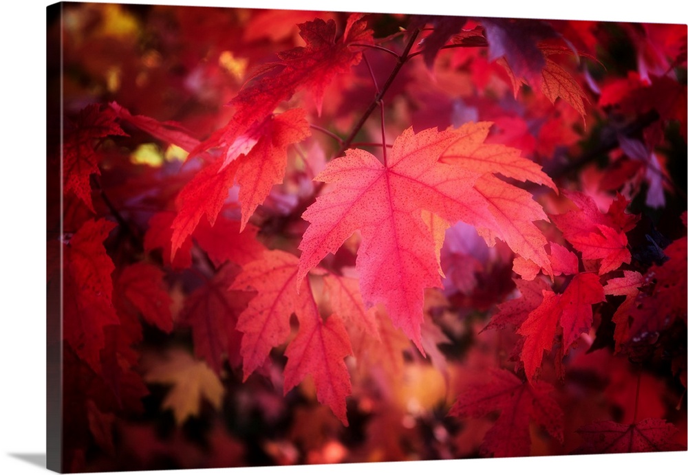 Bright red maple leaves on a tree branch.
