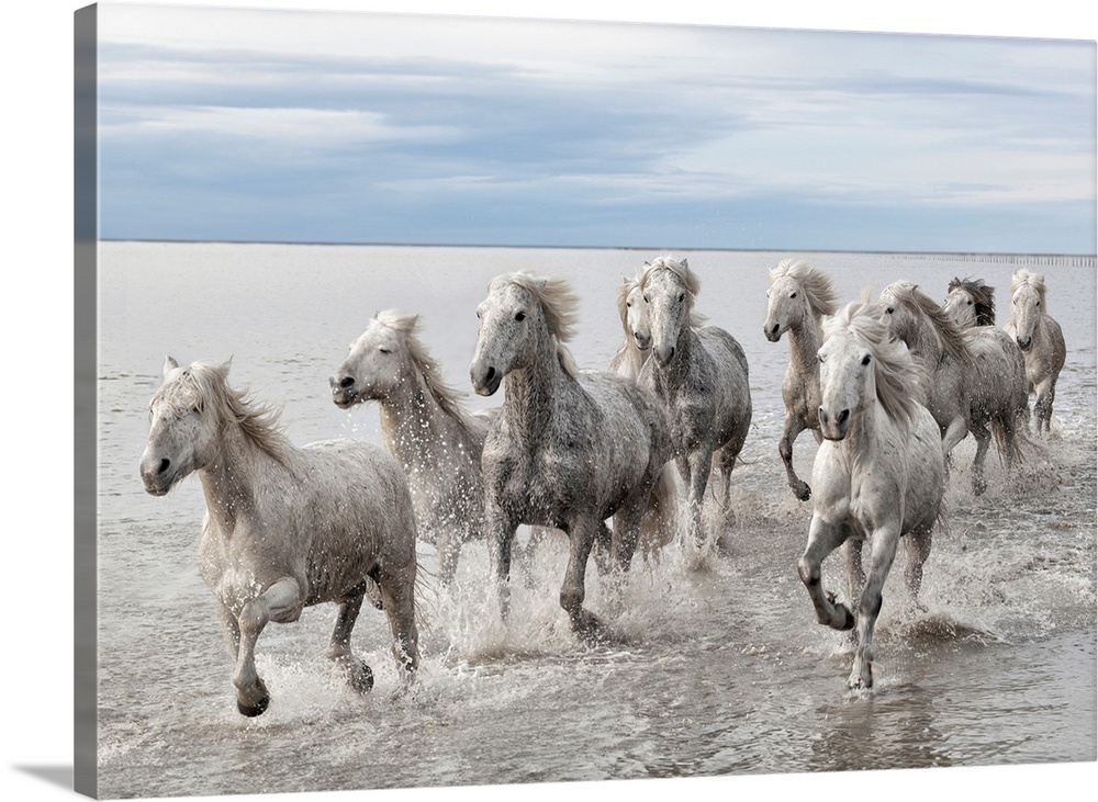 Wildlife photograph of a herd of wild horses galloping across the water.