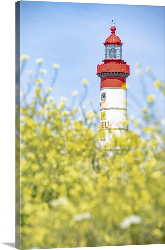 Saint Mathieu red and white lighthouse under a blue sky and behind yellow flowers in Brittany.Portrait mode.