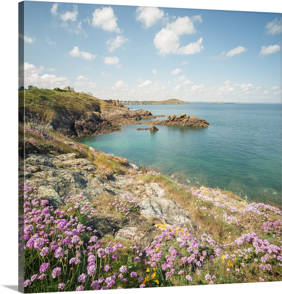 Pink flowers on the coast of St. Lunaire in northern France, overlooking a turquoise ocean.