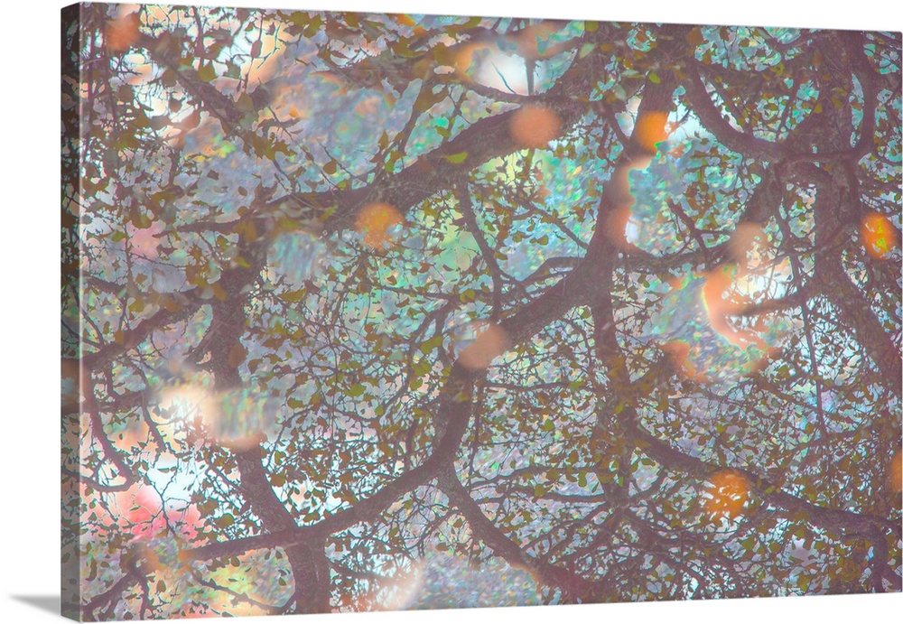Bokeh lights in cherry tree branches in soft light.