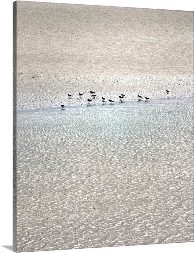 Sandpipers on the beach.