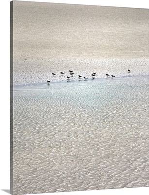 Sandpipers In Summer