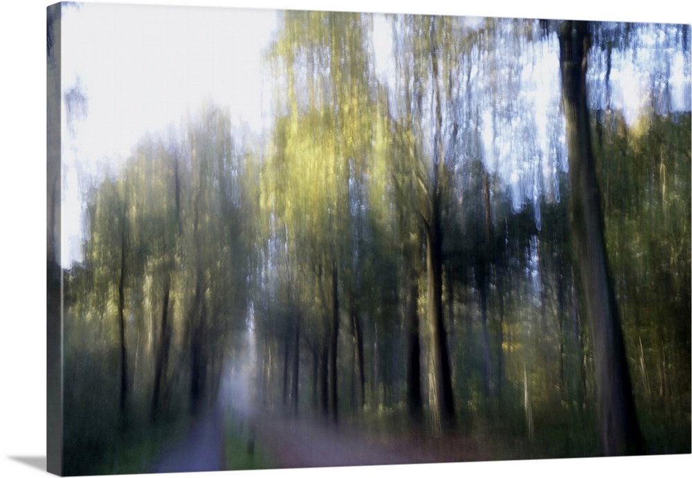 Artistically blurred photo. Early morning sunlight on the young leaves of the trees.
