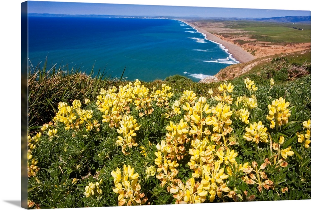 Scenic view of a shoreline with Yellow Wildflowers, Point Reyes National Seashore, California