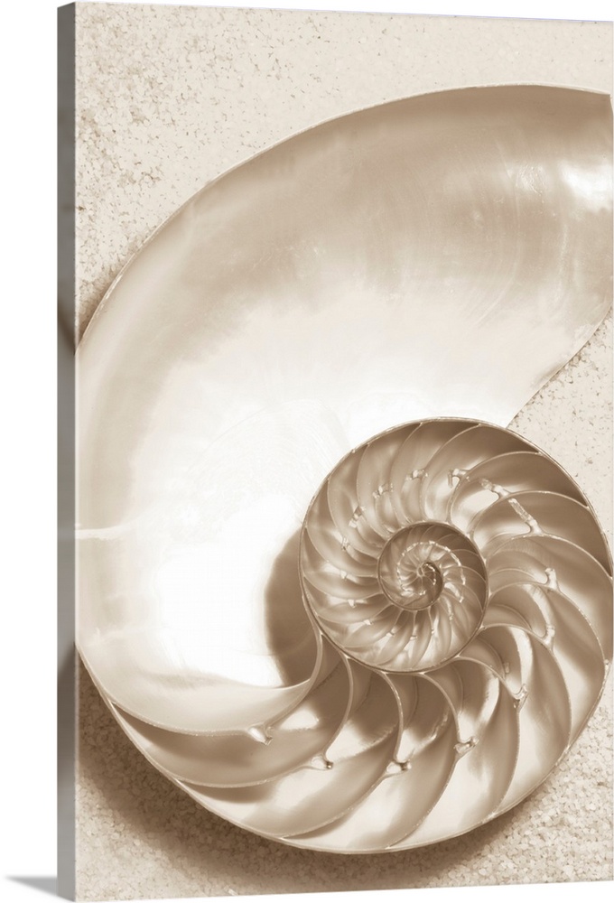 Sepia toned image of the inside of a sea shell with it's twisting compartments and sand.