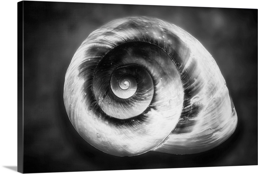 Gastropod Helix in Black and White
