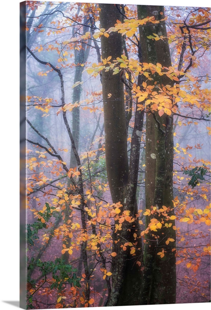 Orange leaves contrasting against the dark wood in a misty forest.