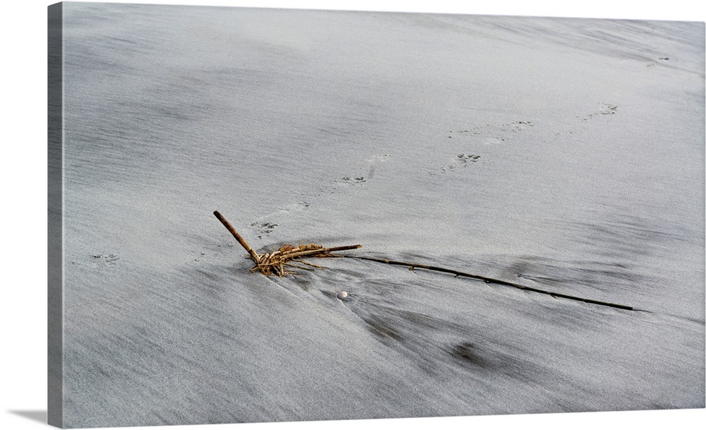 Footprints and trails in the grey sand around a clump of seaweed.