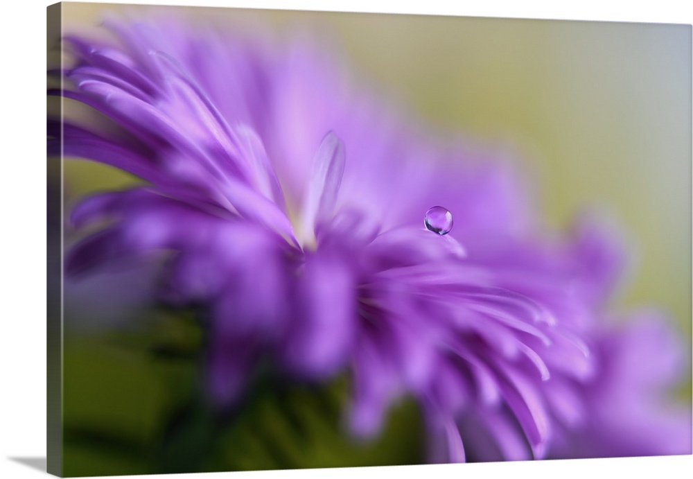 Close up view of a round dew drop perched on the edge of a purple flower petal.