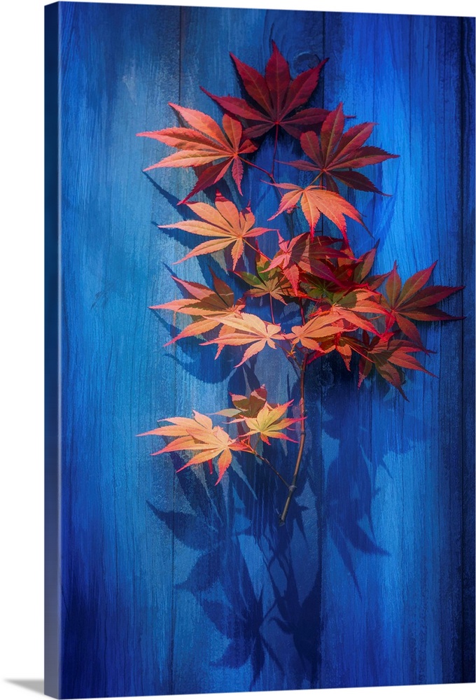 Photograph of green and red Japanese maple leaves casting shadows on a bright blue piece of wood.