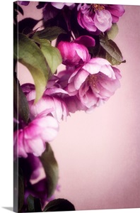 She's A Dream image thumbnail