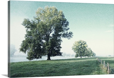 Shivering Trees In Morning Haze