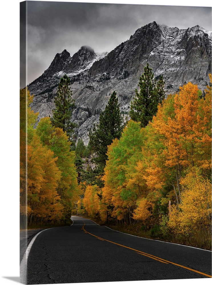 A curving blacktop framed with a blaze of Autumn trees takes the eye into beautiful snow capped Sierra Mountains under low...
