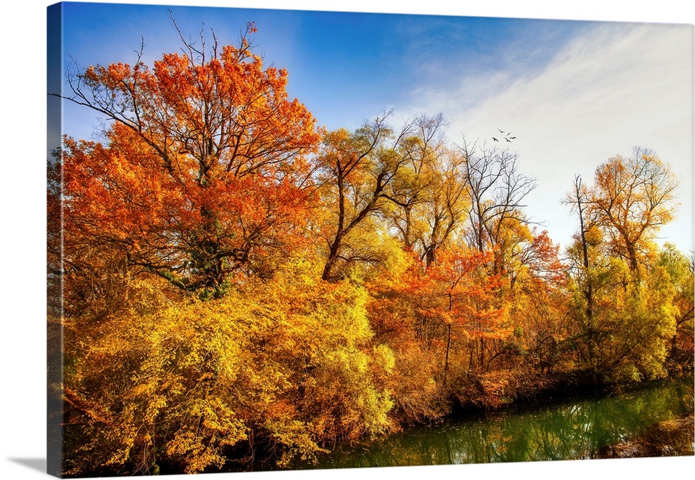 Colorful trees in autumn along a pond