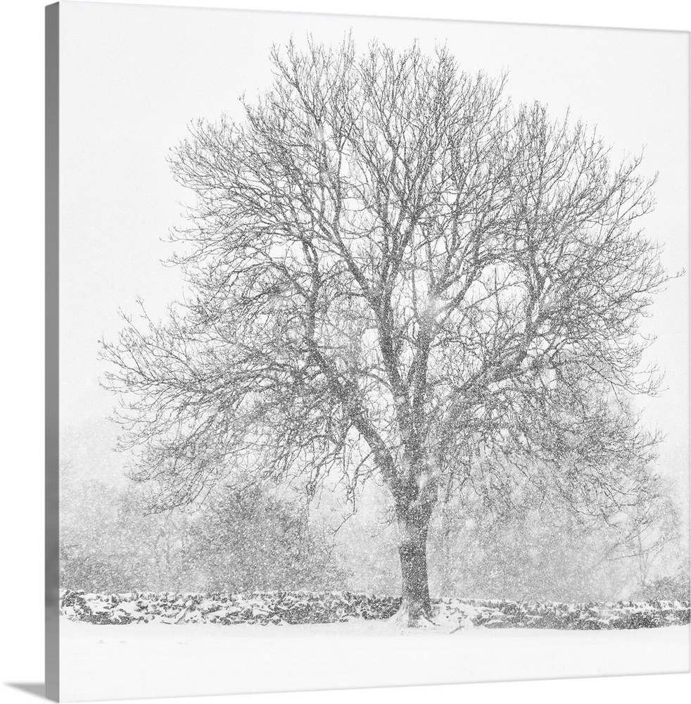 A lone bare winter tree in heavy falling snow and an English dry stone wall.