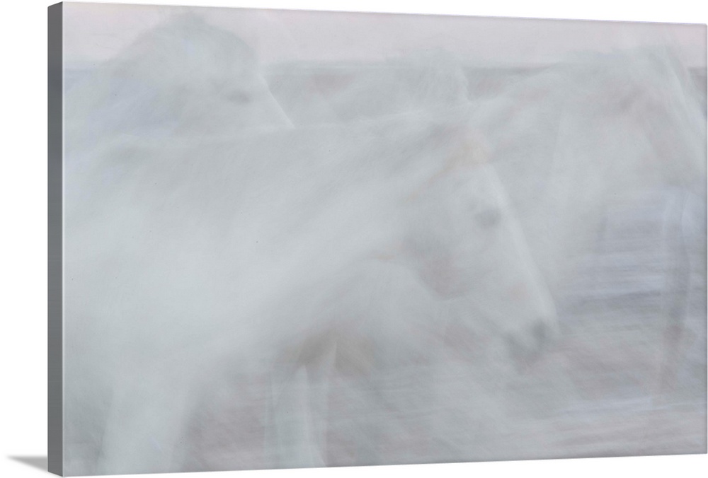 A soft impressionistic image in a dreamy blurred style of some running white horses.