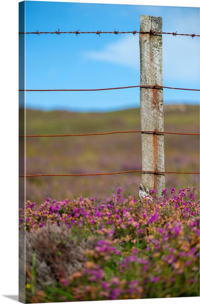 Fine art photo of a wooden post with wire in a field of purple flowers.