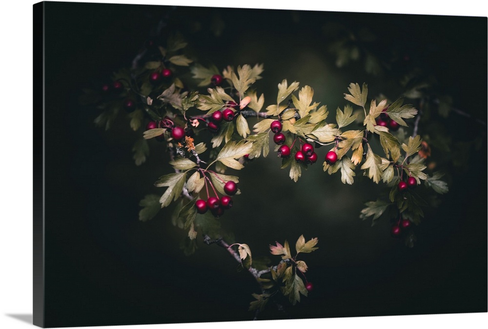 Wild berries on a dark background