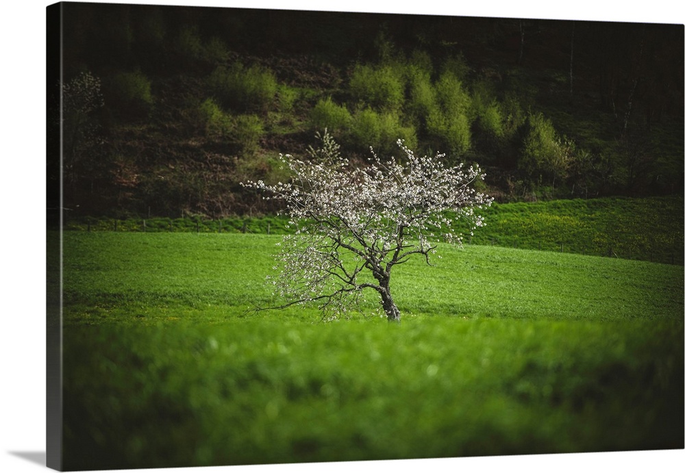 Landscape - A solitary tree stands in the middle of a lush green field, its branches adorned with delicate white blossoms....