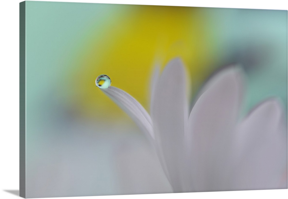 Small round droplet of water balancing delicately on a white petal.