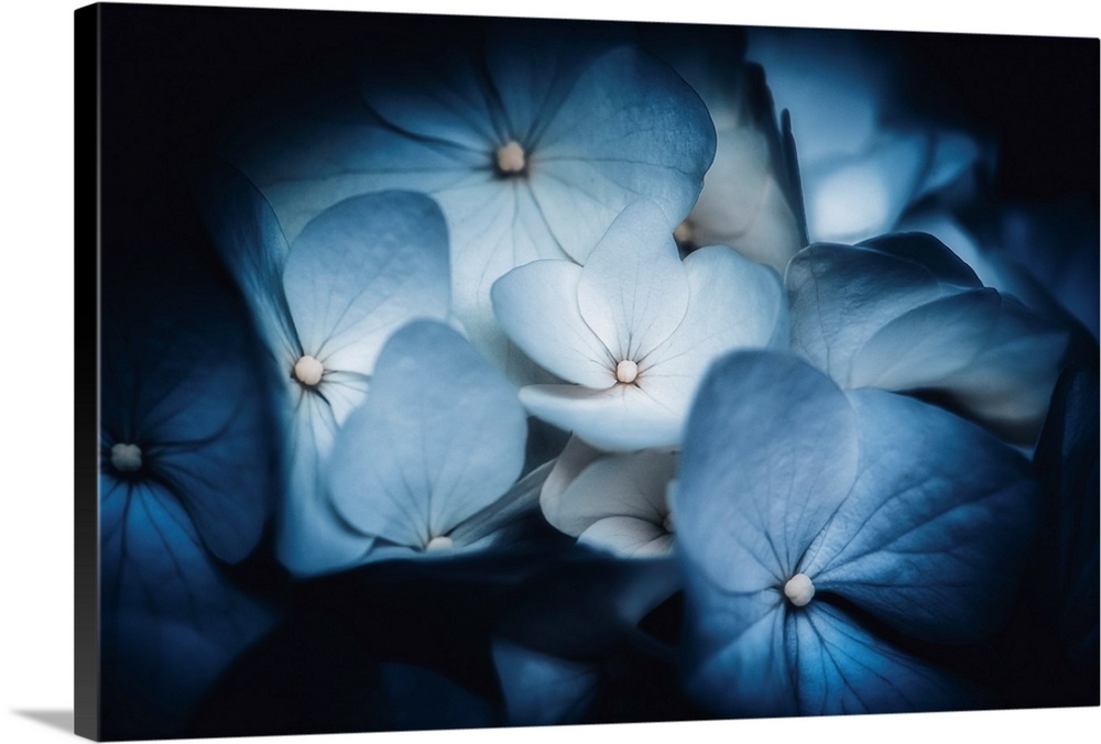 Soft light on blue Hydrangeas