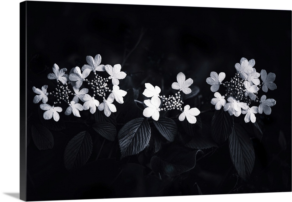 Hydrangea in black and white