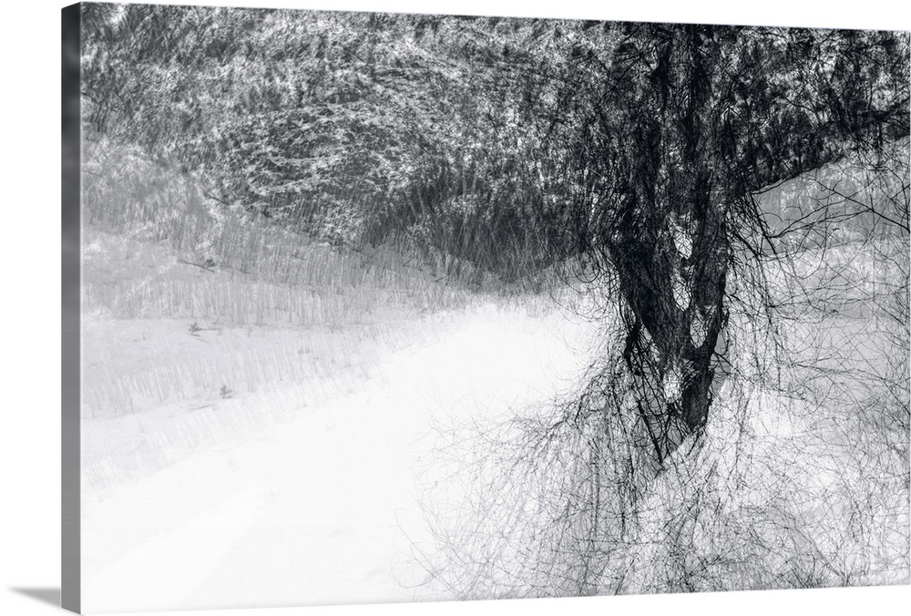 An abstract photograph of a tree in black and white.