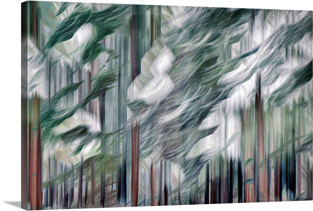 Abstract image of a group of tall cedars on a snowy day in the mountains of British Columbia, Canada. The image was made u...