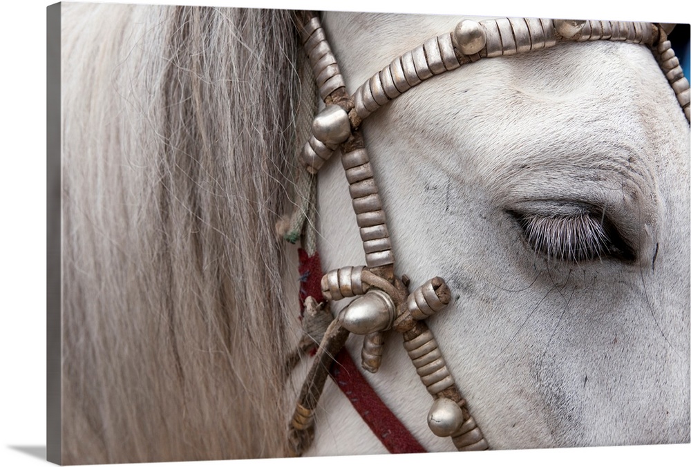 The mane and side of a horses face are photographed closely as it wears a decorative harness.