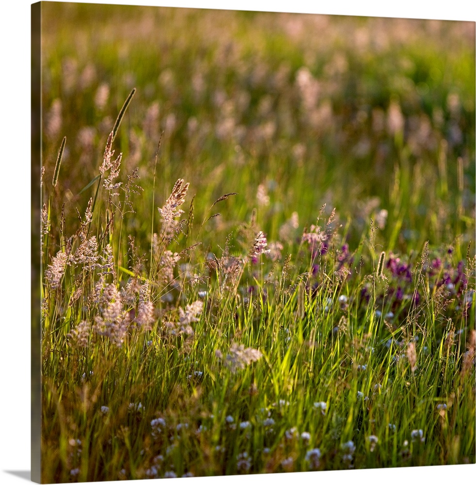 A soft gentle image of grasses in a meadow in golden light.