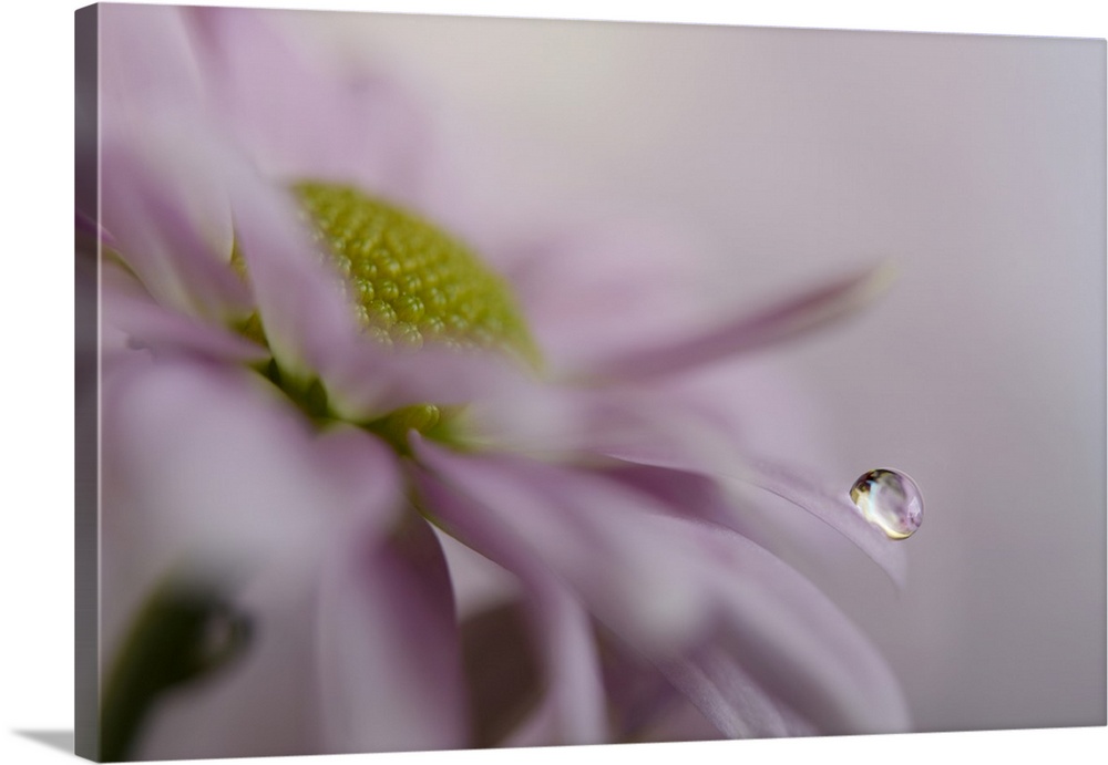Close-up, macro view of A drop of water on a petal.