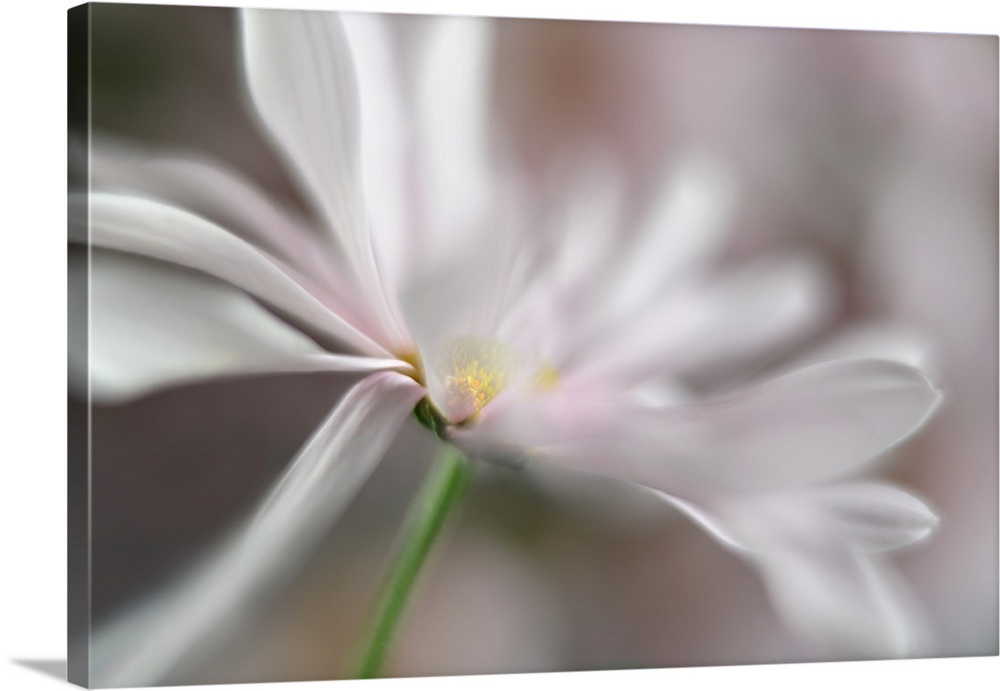 Soft focus macro image of white petals on a daisy.