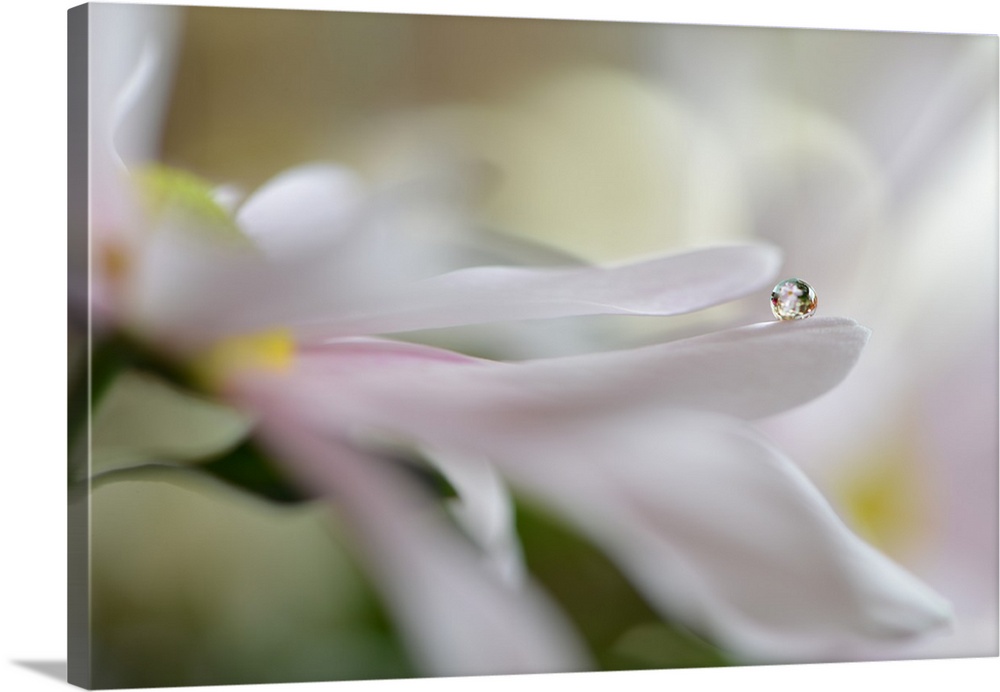 Close up view of a round dew drop perched on the edge of a white petal.