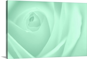 Soft Rose X image thumbnail