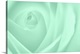 image thumbnail of A contemporary close-up of a rose bud opening filling the frame toned in cool mint green.