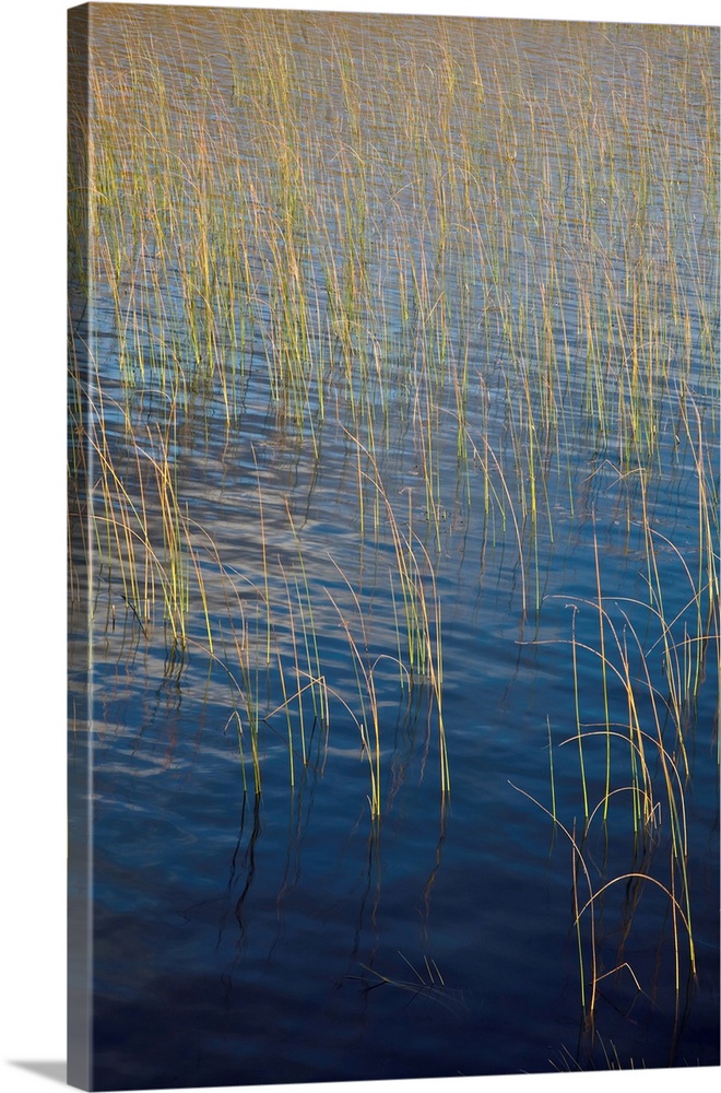 Deep blue wind rippled water with golden lit reeds.