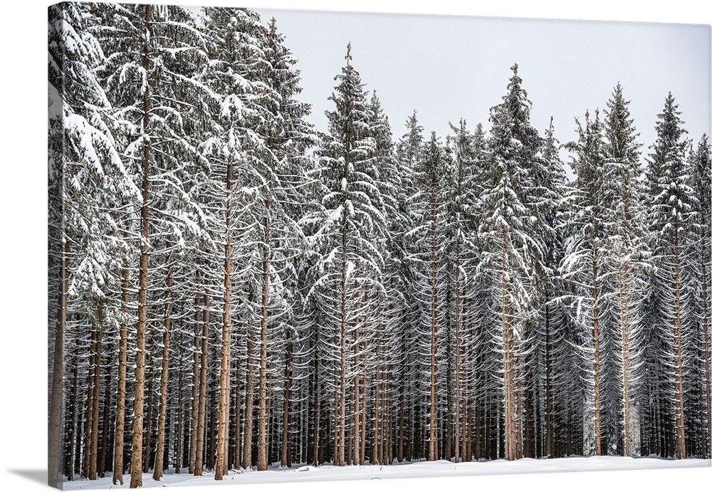 Fir forest in the snow