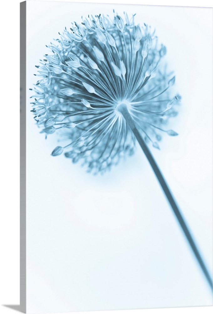 A contemporary cool blue Alium flower close-up.