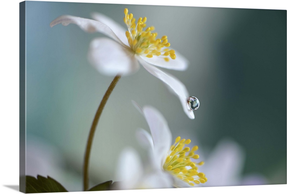 A macro photograph of a white flower with a water droplet on the end of a petal.