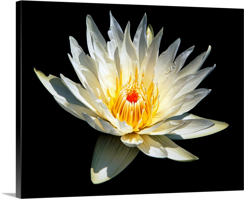 White Glowing Water Lily