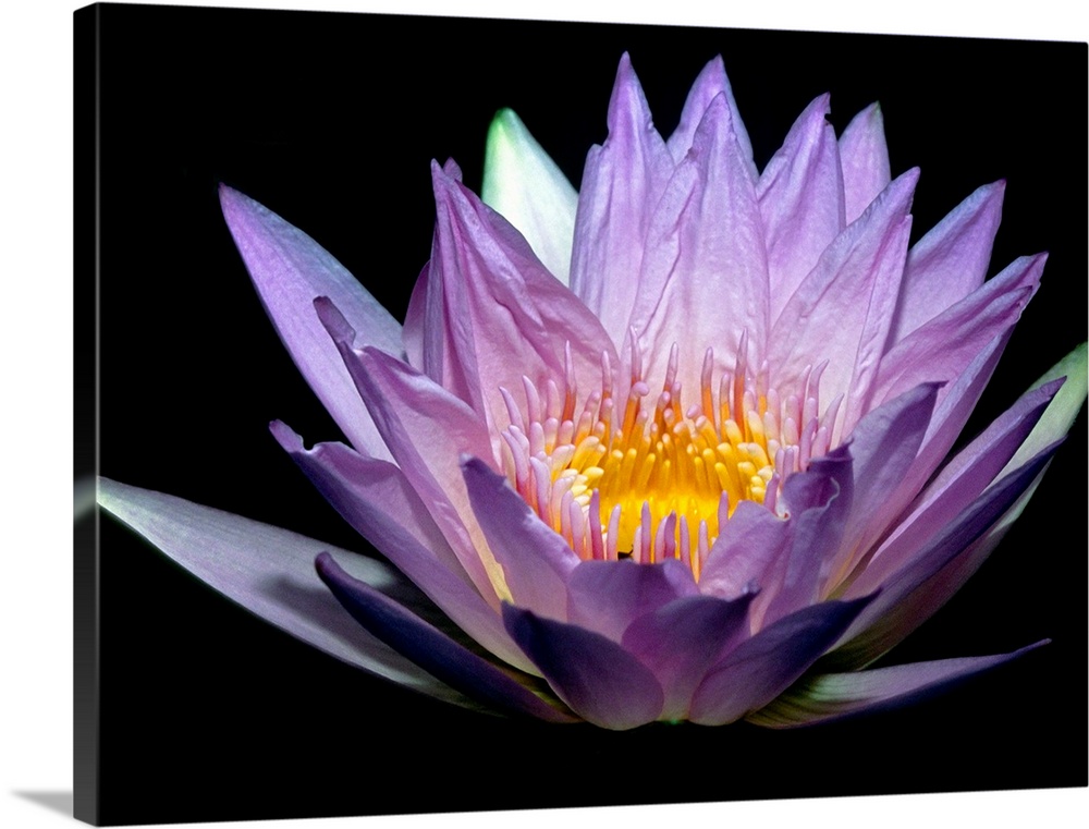 A water lily is illuminated from underneath against a dark background.
