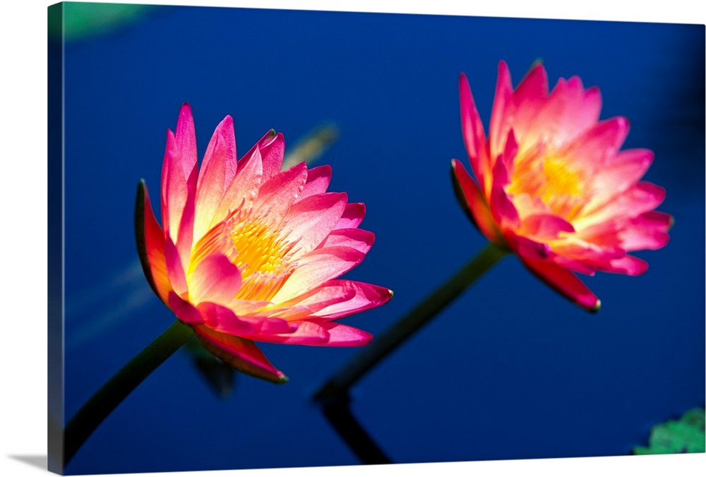 Two brightly colored water lilies poke out above the water surface.