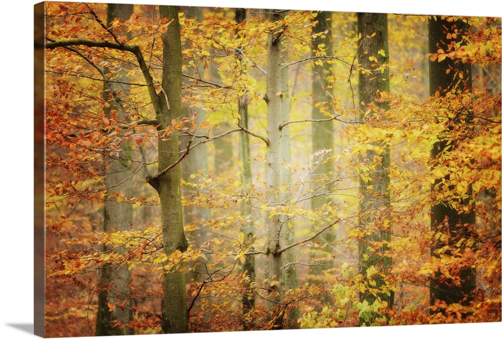 Yellow foliage in an autumn forest