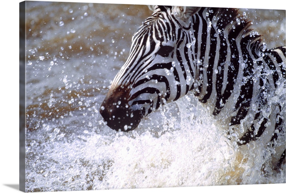 Photograph of a zebra running through a body of water as drops of water shoot upward.