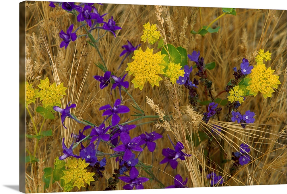 A nature close up of wild flowers growing amongst slender stalks of grain in this horizontal photo.