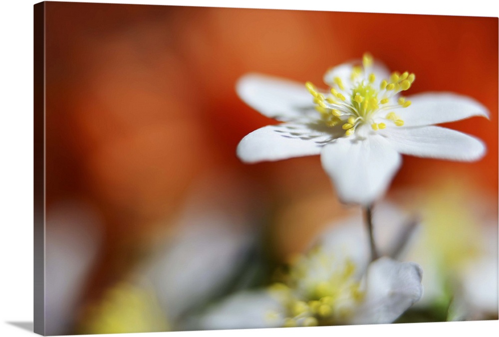 A macro photograph of focus on a white flower against a unfocused orange background.
