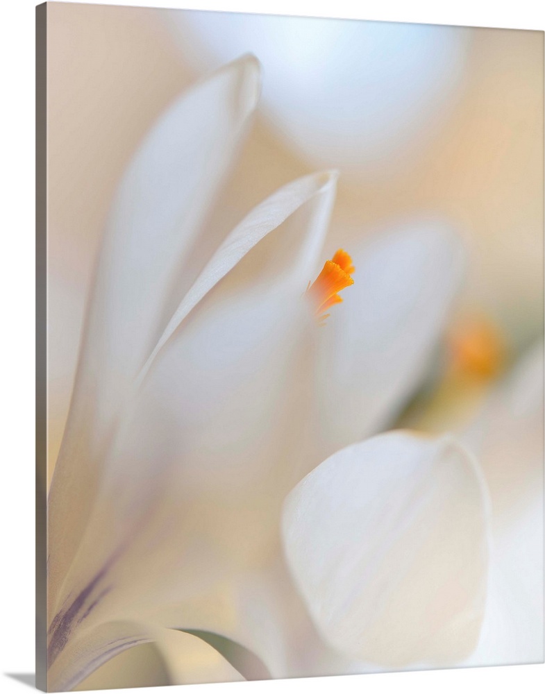 Delicate white petals of a flower in soft focus.