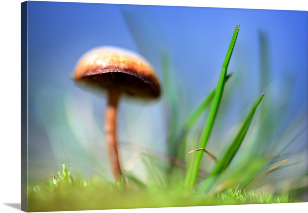 A mushroom with a wide cap growing next to blades of grass with a blue sky overhead.